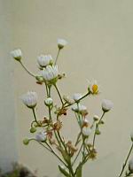 Vergerette annuelle, Erigeron annuus (Lyon, 07-2019)(3)